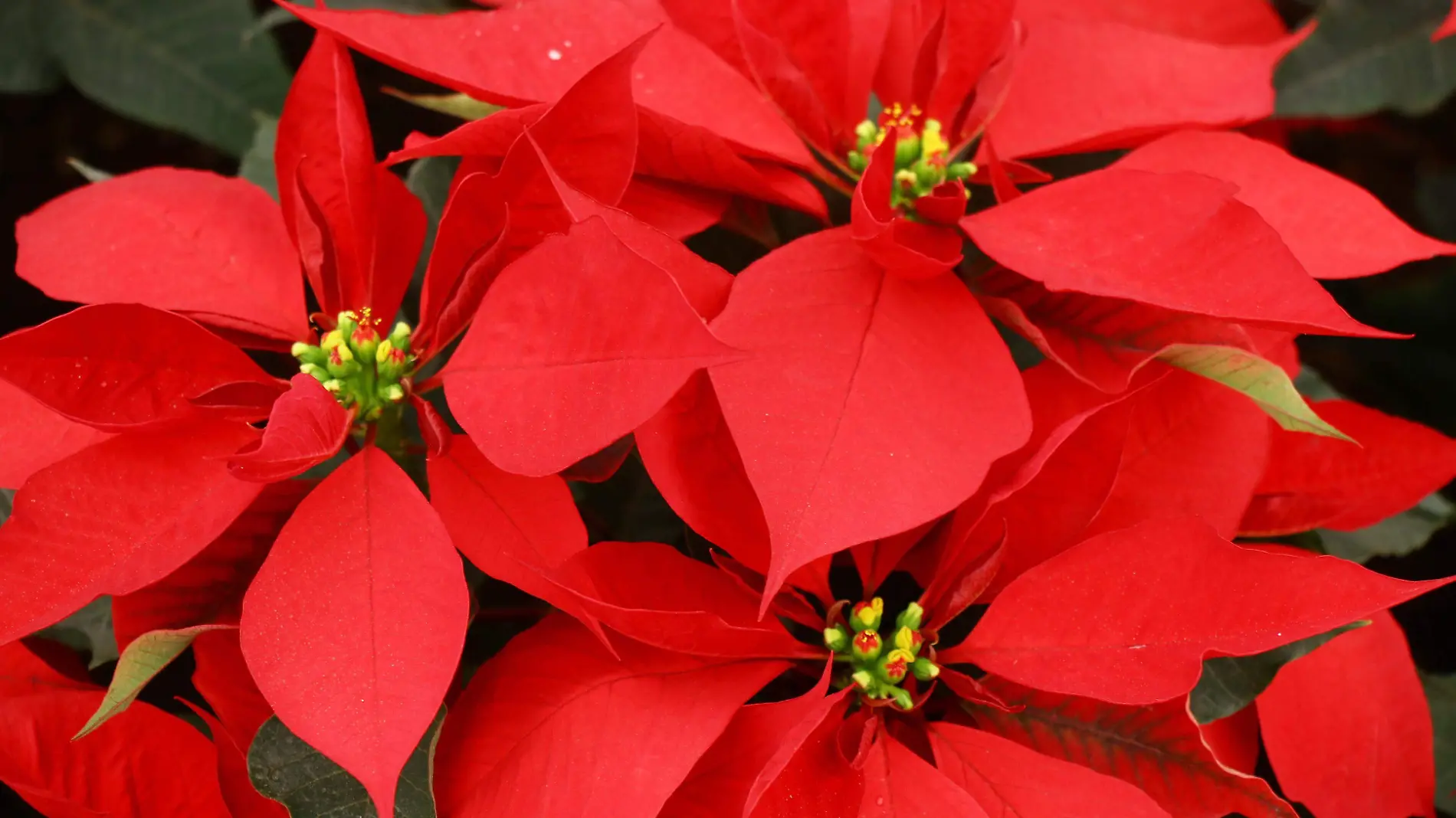 Encuentra flores de nochebuena en estos sitios de Puebla